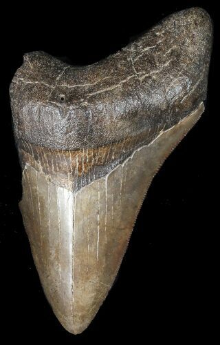 Partial, Serrated Megalodon Tooth - Georgia #45994